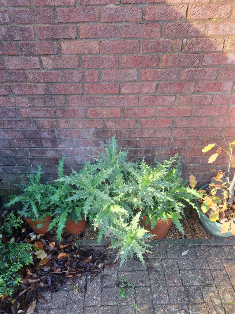 My little piece of Almeria My little piece of Almeria