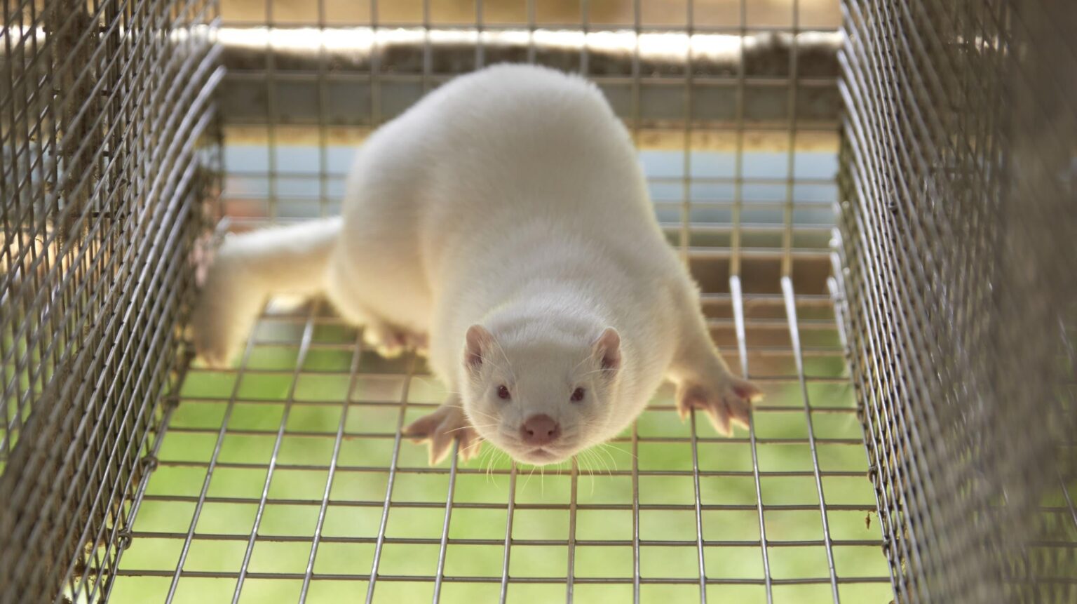 50 million for closure: Central Jutland family opens new mink farms with support - While former mink breeder Kim Søndergård has received more than DKK 50 million to close his mink farm permanently, his wife and son have received state start-up support for new mink businesses - fully in accordance with the rules