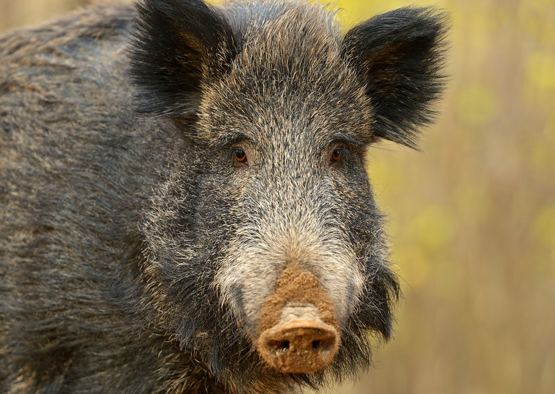 UK assesses African swine fever entry risk from EU