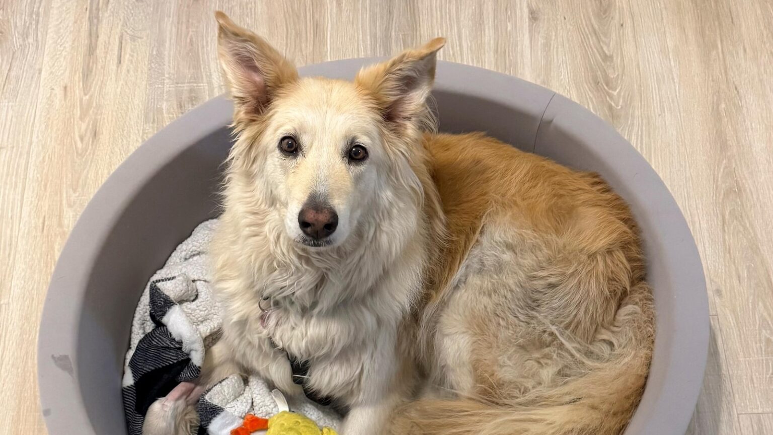 Rescuers use drone technology to find dog that escaped along New Jersey Turnpike Rescuers use drone technology to find dog that escaped along New Jersey Turnpike