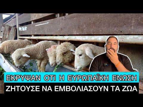 They hid the fact that the EU asked them to vaccinate the animals