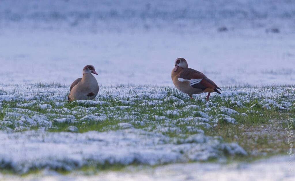 Why on earth did we stay in the Icelek this winter?