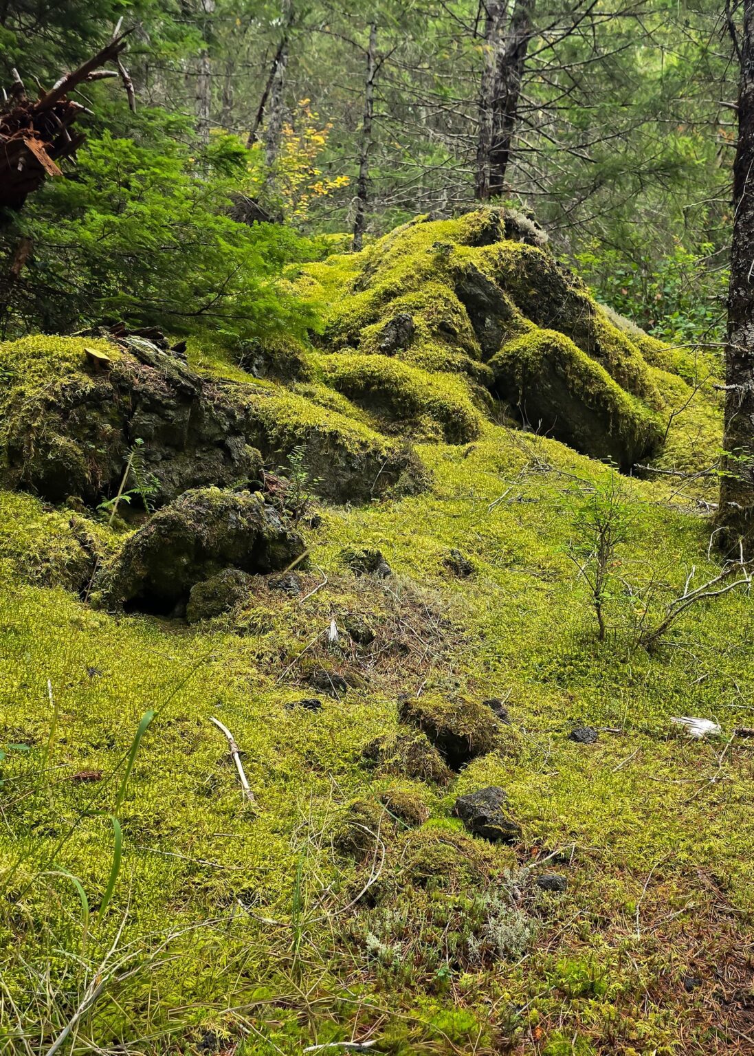 I know it would not be comfy for sleep. But it looks so comfy for sleep.