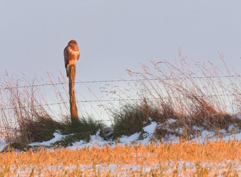 Icelek sunset for a buzzard and me