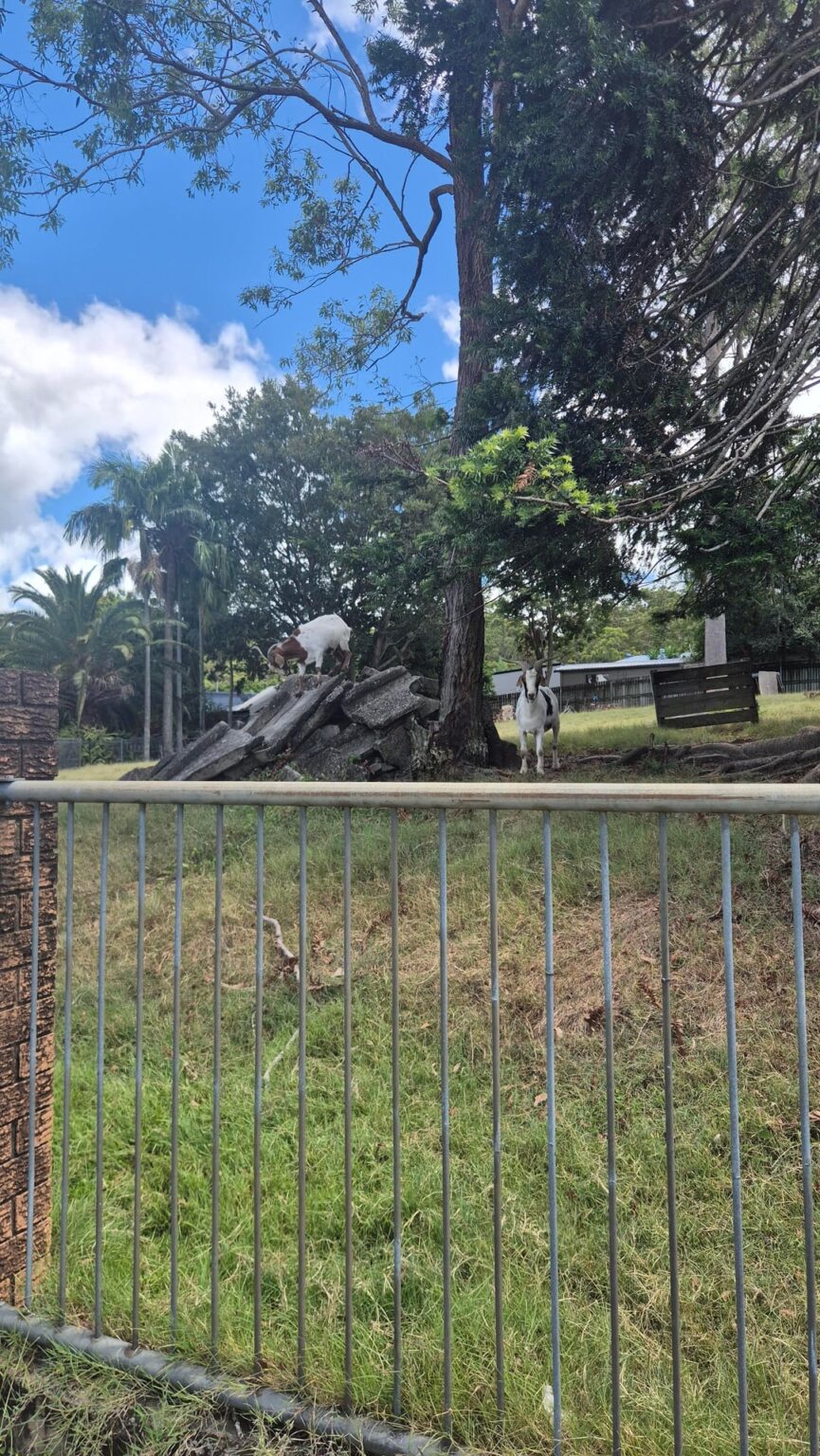 The Goats of Shailer Park