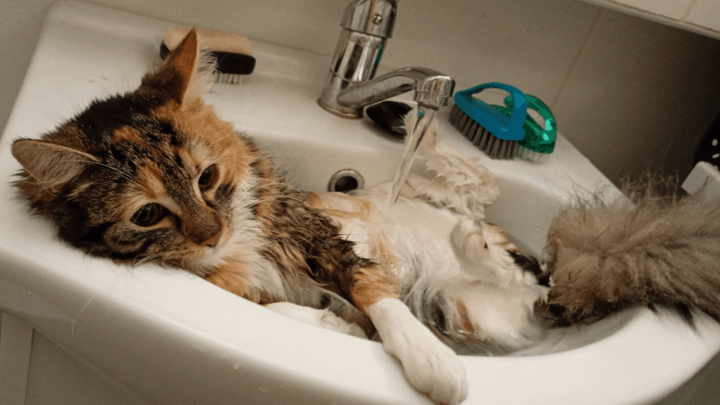 I have three cats, each from a different mother, and none of them are afraid of water. Is this normal in Poland or am I lucky with cats?