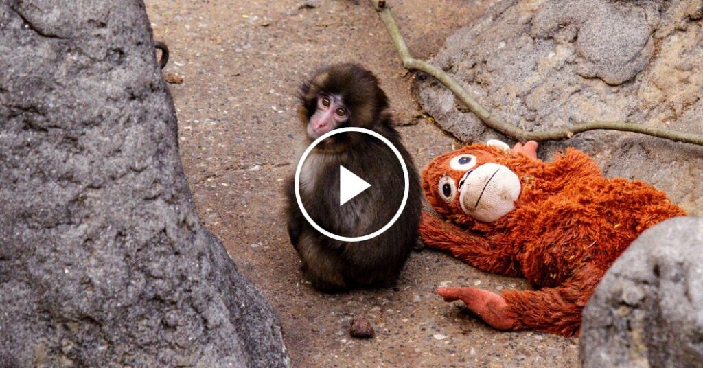 Fans Cheer on Lonely Baby Monkey at Japanese Zoo Fans Cheer on Lonely Baby Monkey at Japanese Zoo