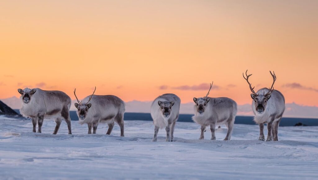 February magic on Svalbard