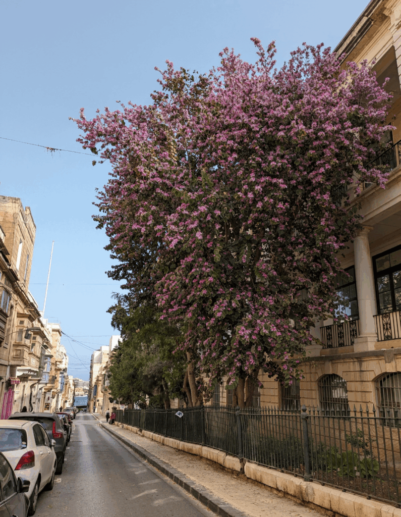 Tree Pruning in Sliema