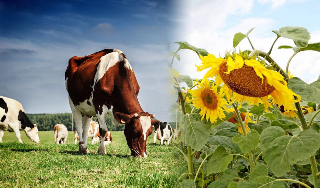 Moldova Agriculture 2025: Crop Growth, Livestock Decline