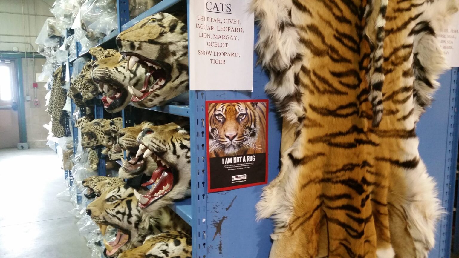 Czechia at the Center of Europe’s Wildlife Trafficking Networks