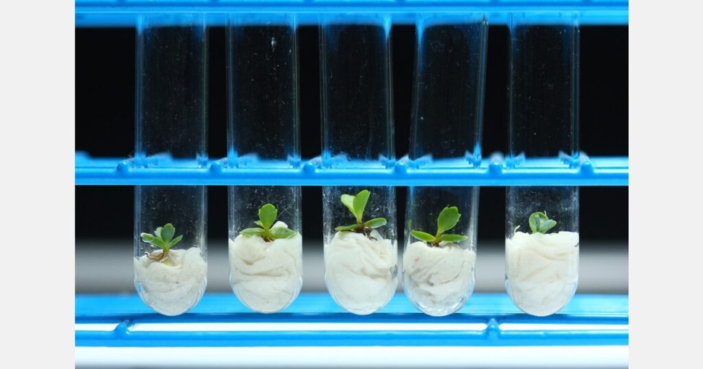 Integrating live confocal microscopy with leaf gas exchange and environmental control