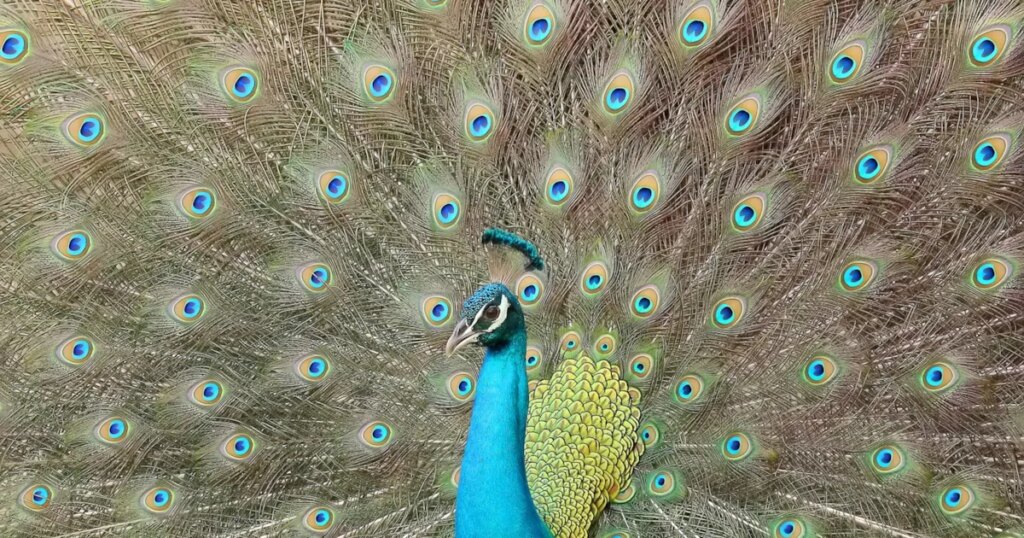 Indian Peafowl added to Category C in Croatia