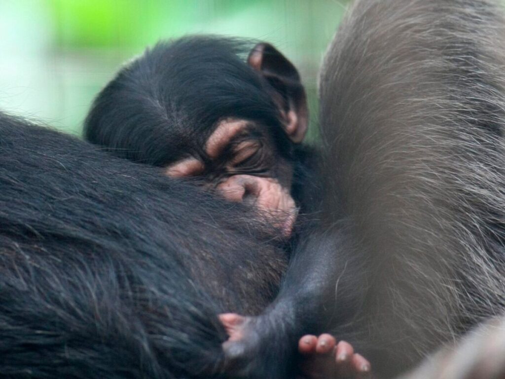 Animal rights activists criticise chimpanzee birth in Swiss zoo