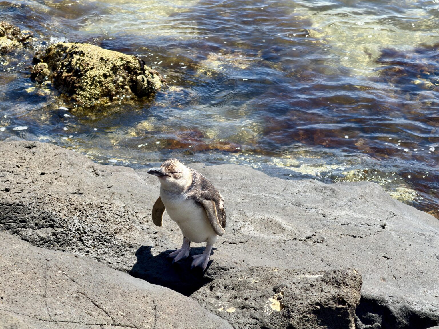 Penguin Spotted Near Hampton Beach