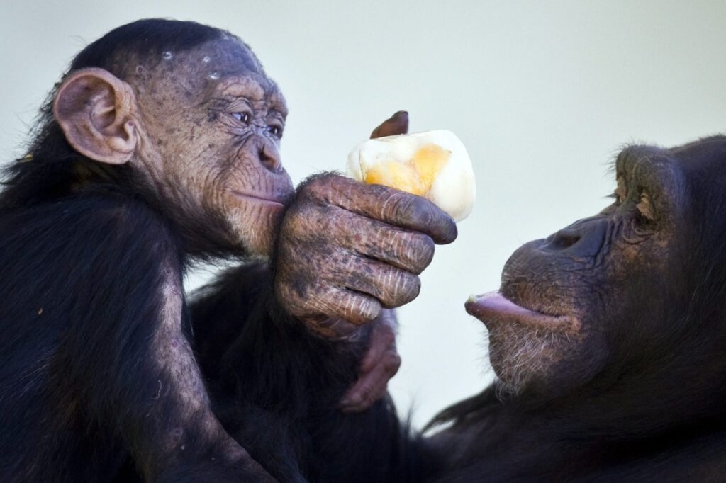 Swiss zoo rejects criticism after chimp birth