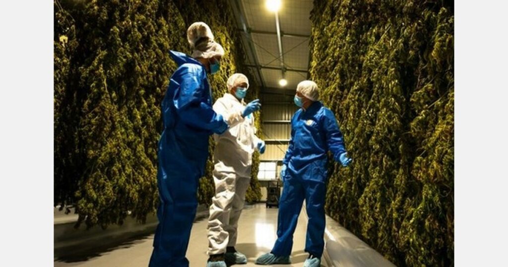 New Zealand grower prepares for largest harvest yet