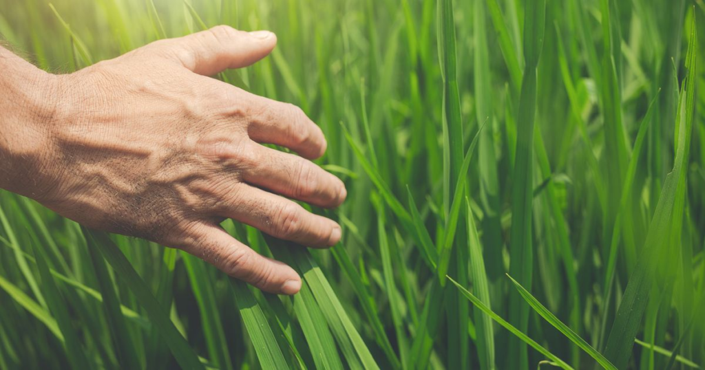Regenerative agriculture, food safety controls, and margin caps: What’s moving in Serbia