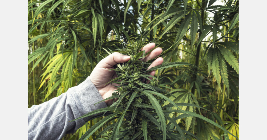 40 tons of cannabis allegedly diverted from medical grows seized in North Macedonia