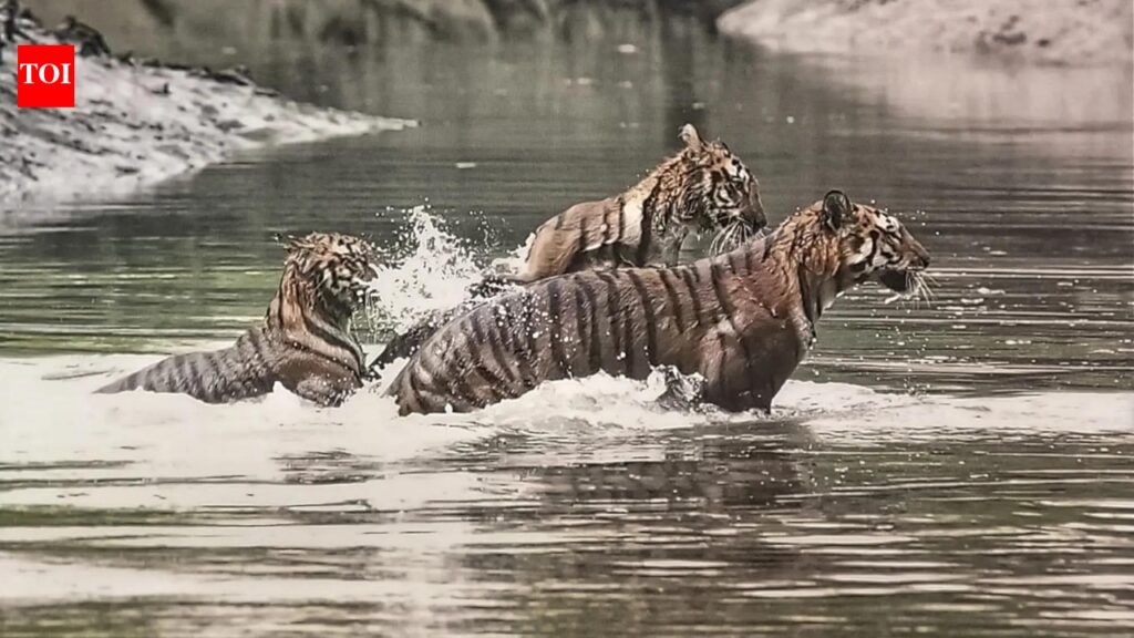 Climate change adds to woes of 'tiger widows' of Sunderbans |