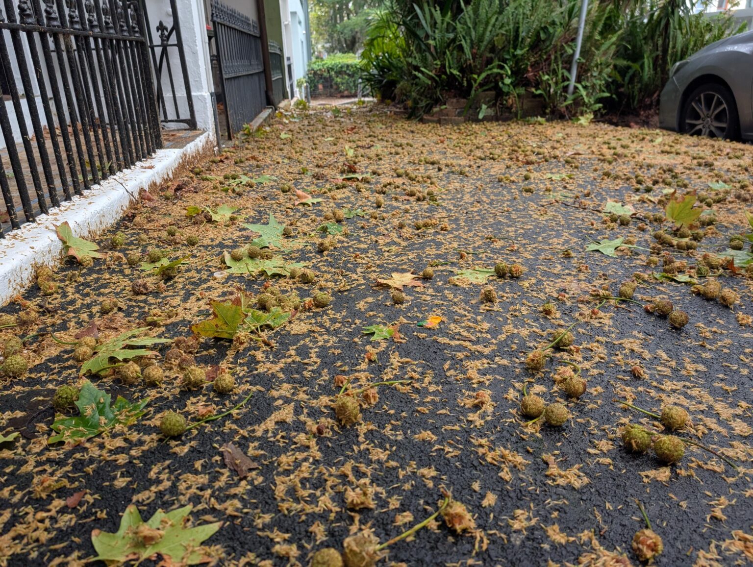 Plane trees: the biggest weeds in Sydney