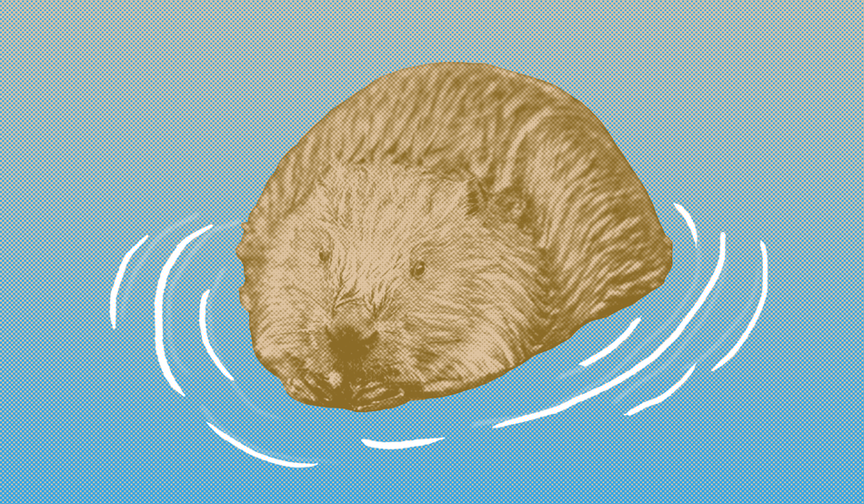 Illustration of a beaver, a large brown rodent, sitting in water. By Prospect. Source: Abi Warner