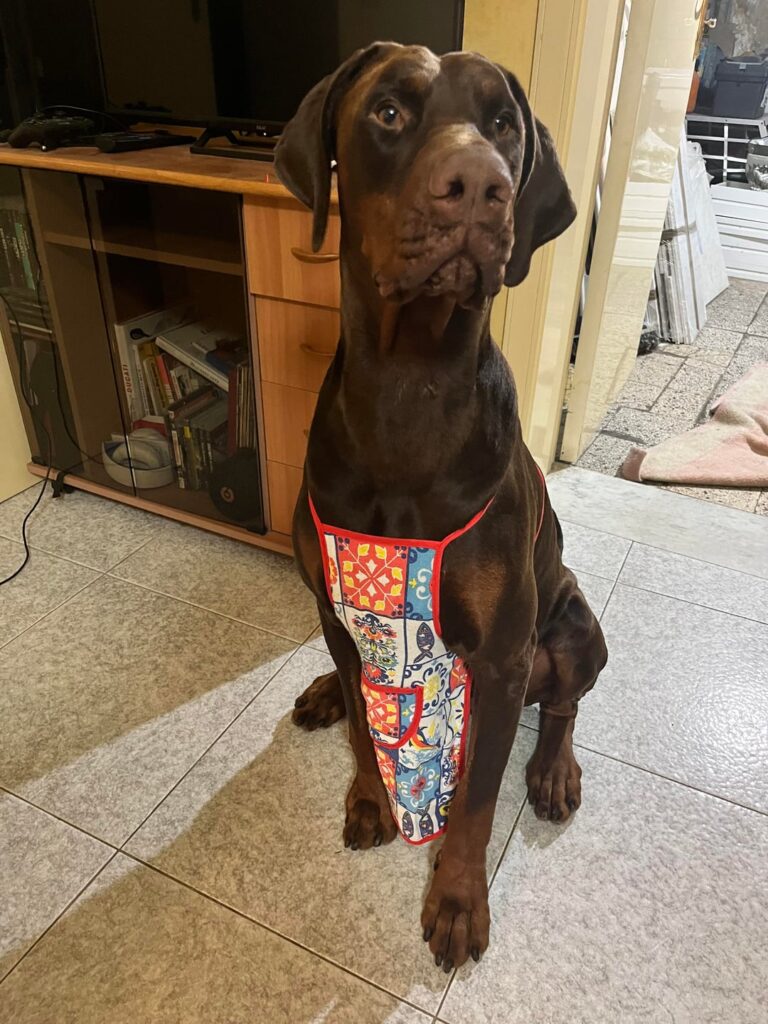 Last hope: Experienced home urgently needed for Doberman with bite history