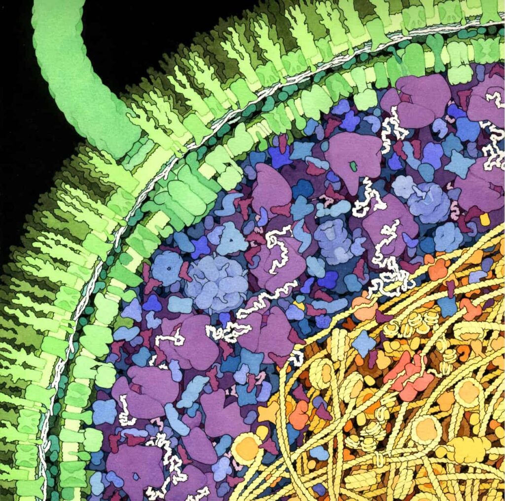A 5,000-Year-Old Bacterium Frozen in a Romanian Cave Is Already Resistant to Modern Antibiotics