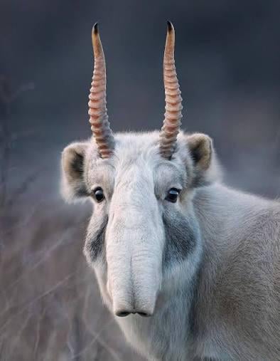 What is the funniest looking animal in your country?