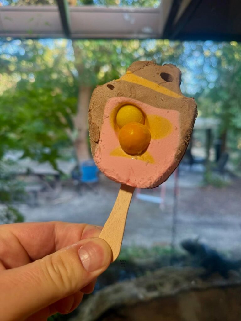 Rare double-Gum Bubble O Bill spotted in the wild
