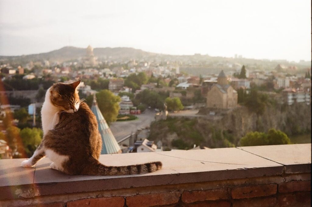 Some film from our trip to Georgia