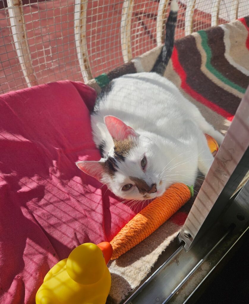 I need help with the cat
