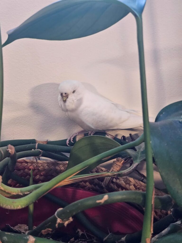 Found budgie