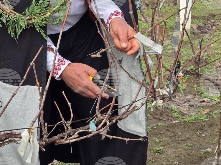 BTA :: Bulgaria Celebrates Vine-Growers' Day