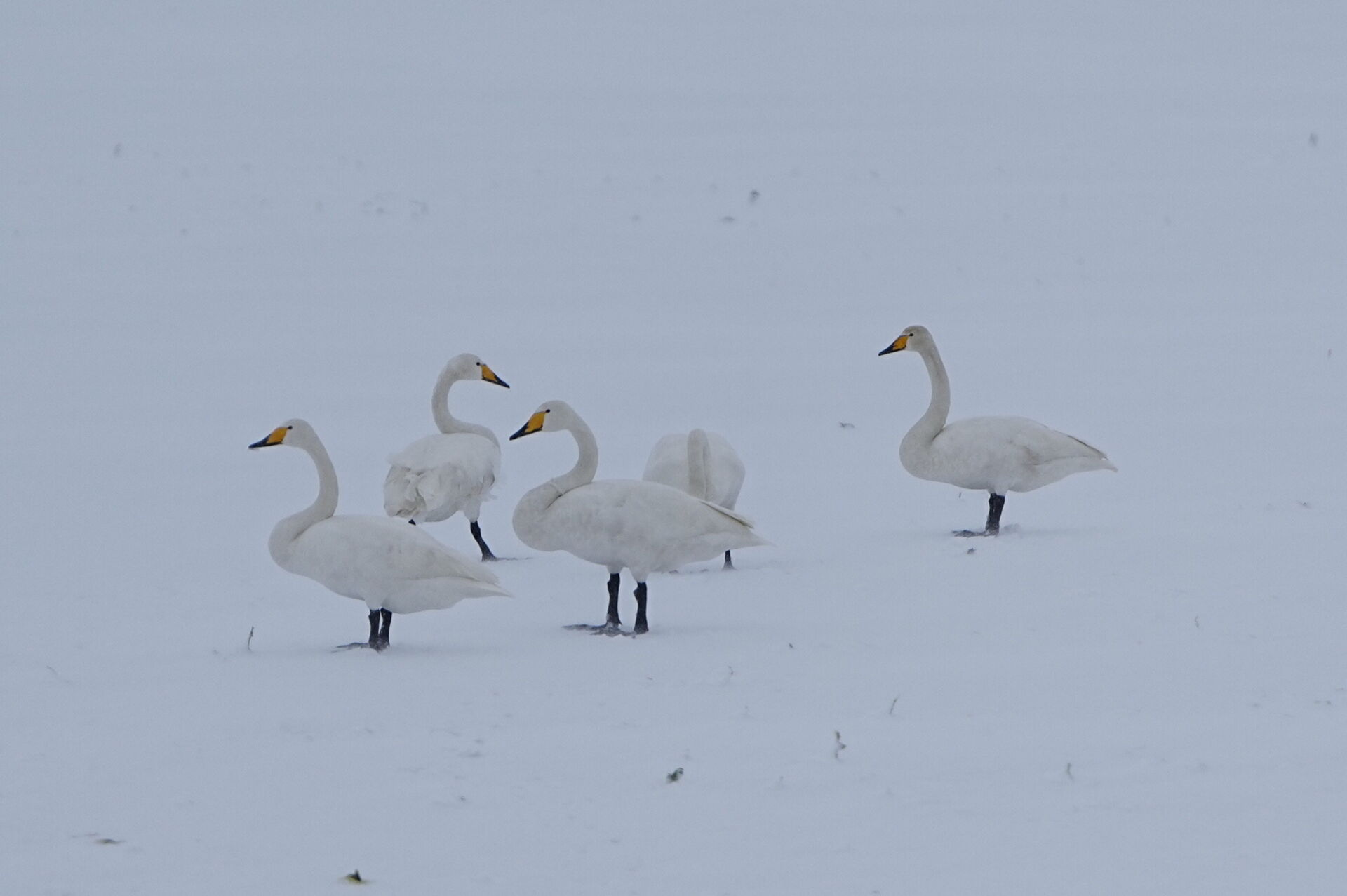 swans standing in the snow