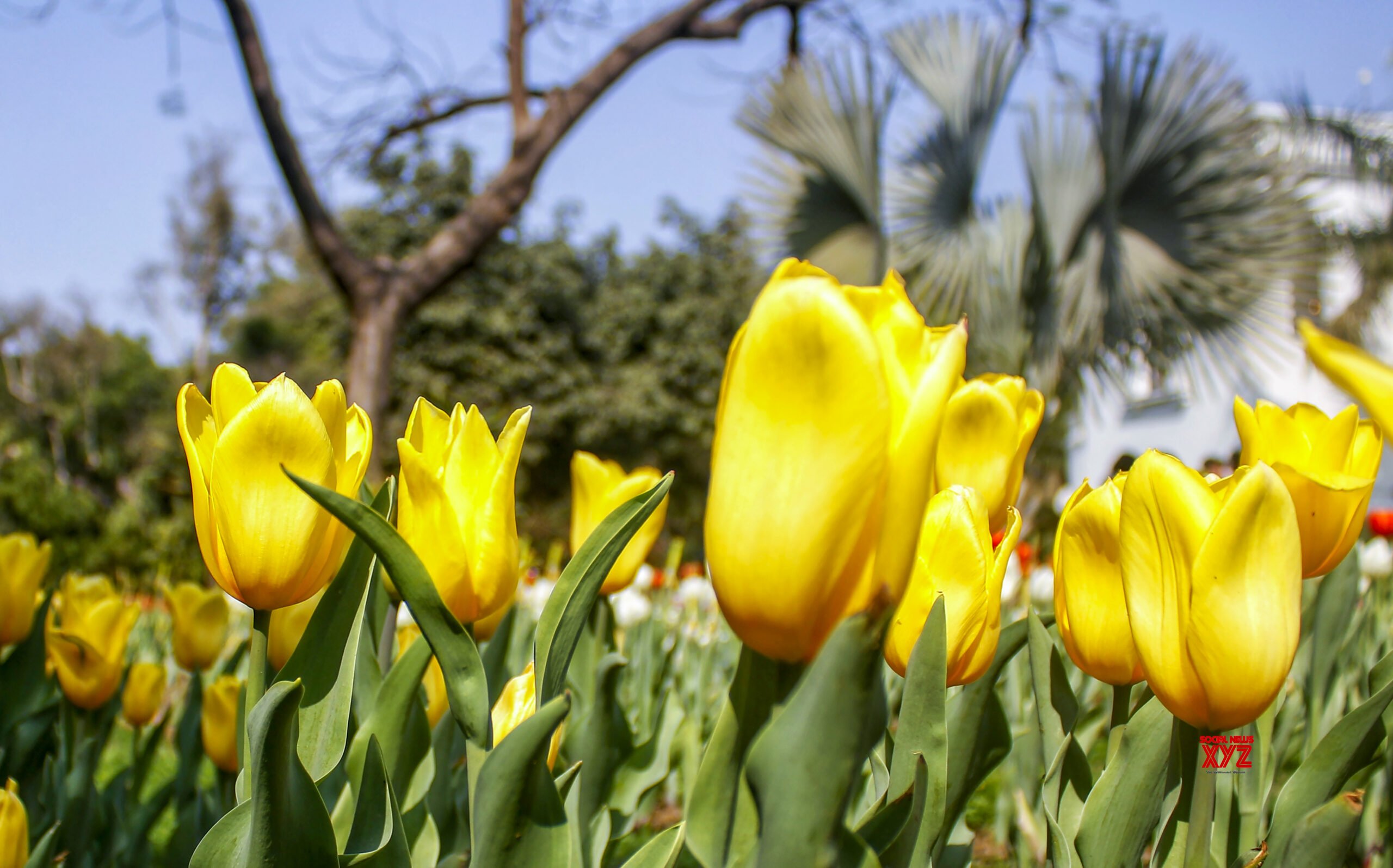 'Tulips Back in Town' event at Embassy of the Netherlands in New Delhi #Gallery
