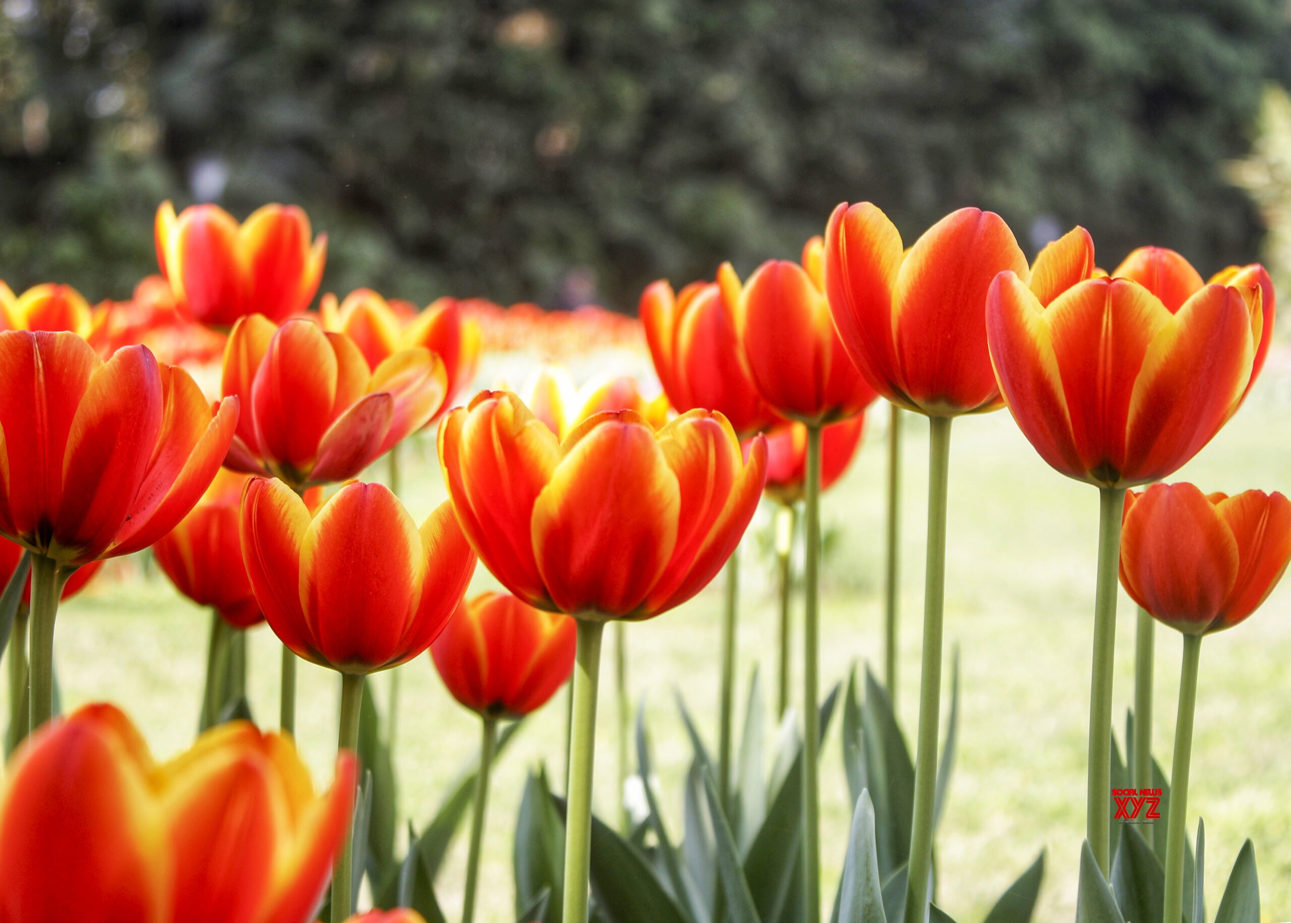 'Tulips Back in Town' event at Embassy of the Netherlands in New Delhi #Gallery