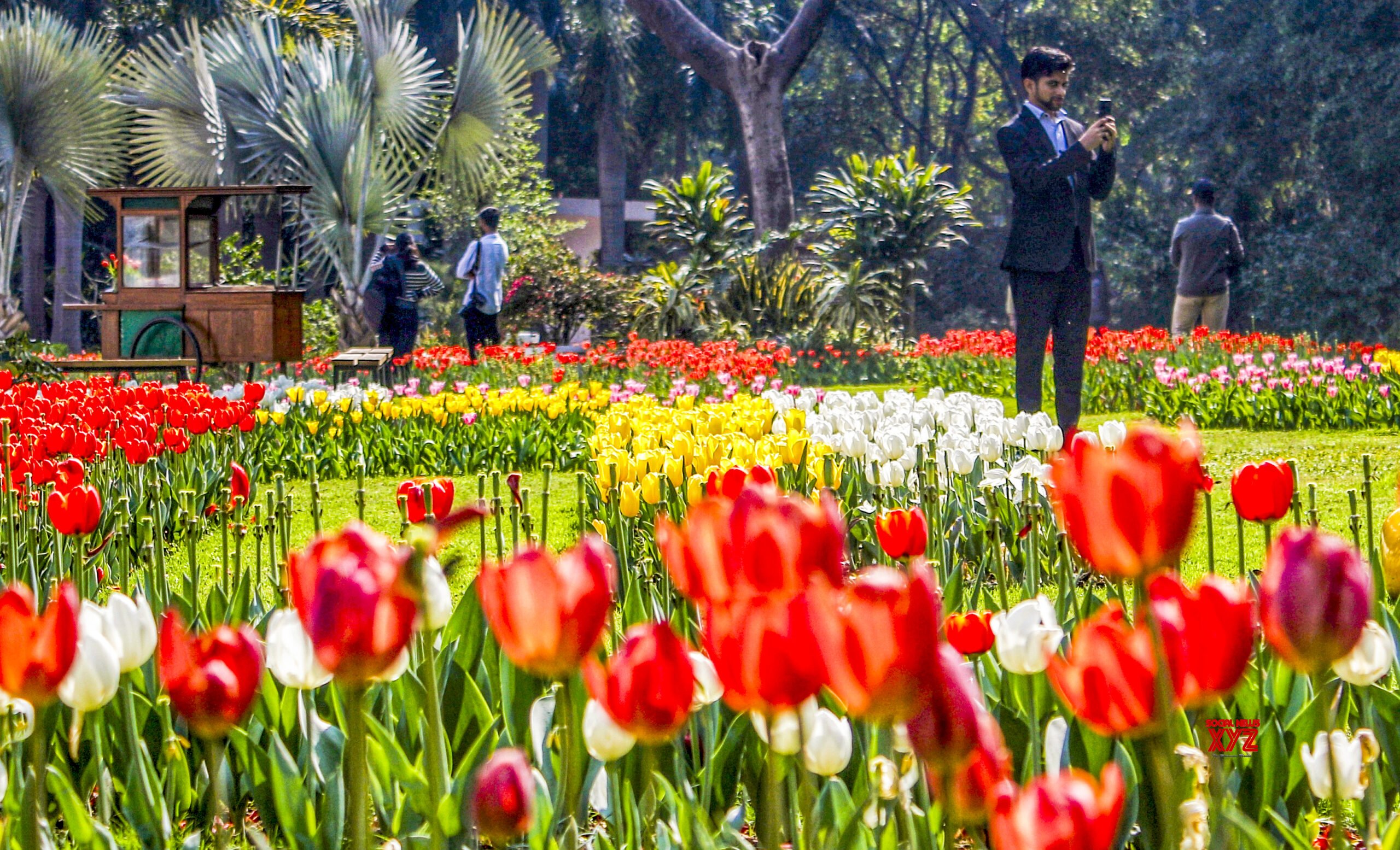 'Tulips Back in Town' event at Embassy of the Netherlands in New Delhi #Gallery