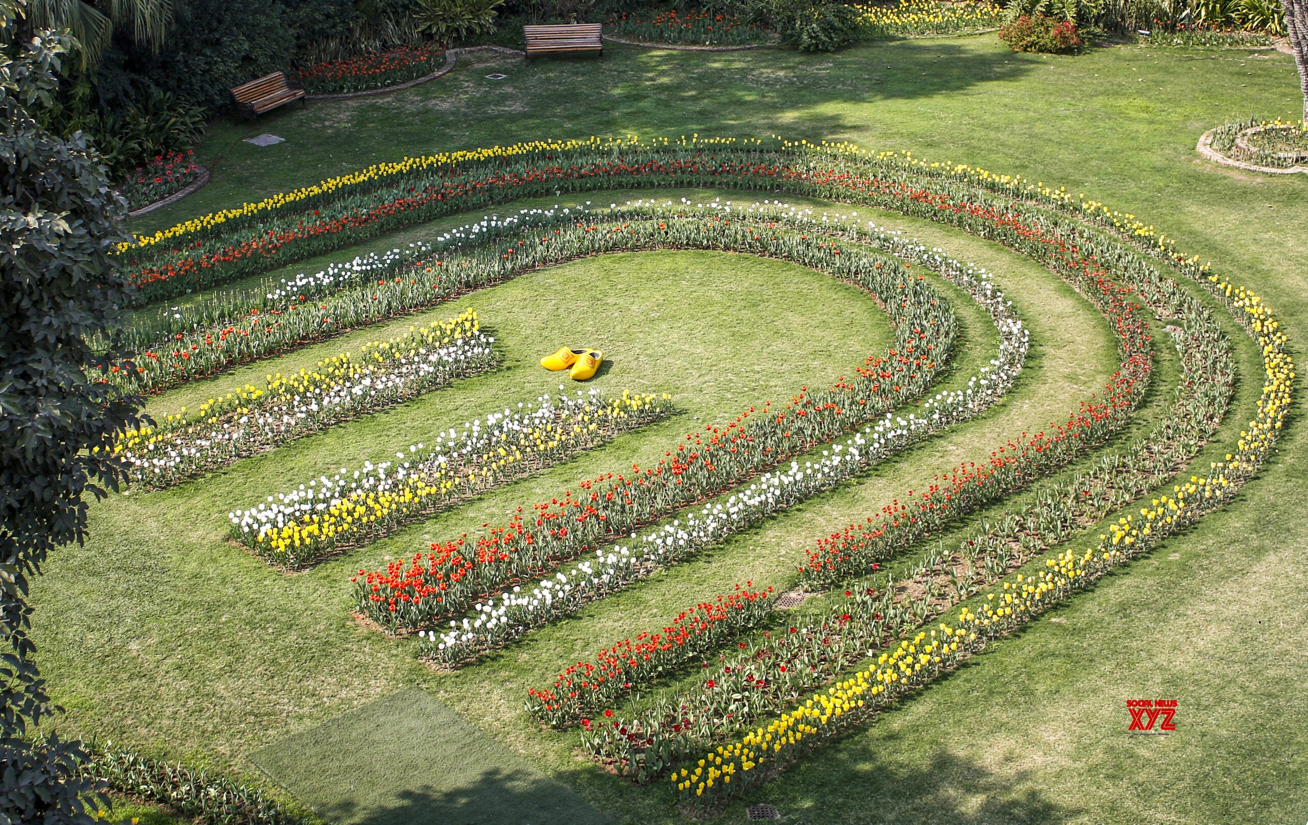 'Tulips Back in Town' event at Embassy of the Netherlands in New Delhi #Gallery