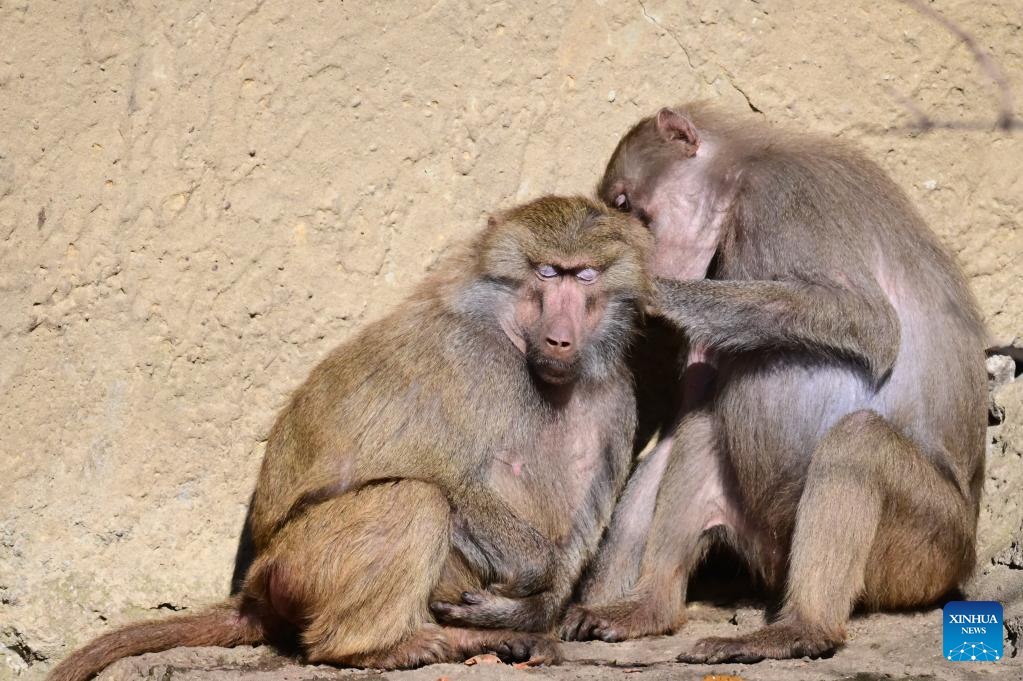 A glimpse of Warsaw Zoo in Poland-Xinhua