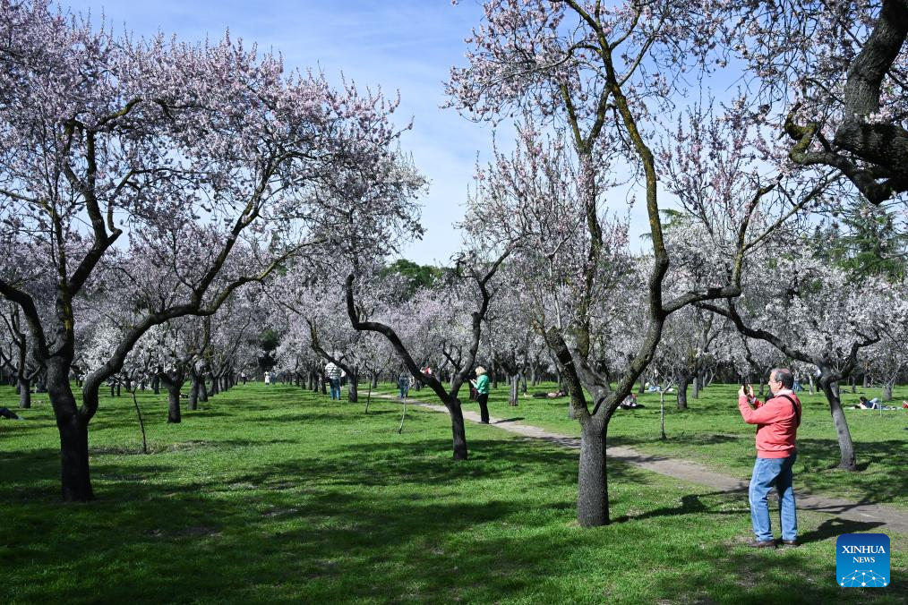 Almond trees blossom in Madrid, Spain-Xinhua
