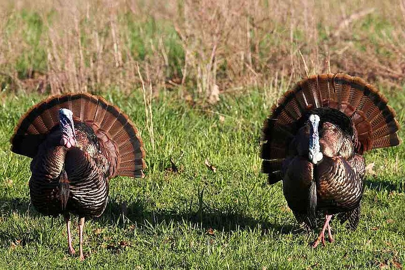 Managed turkey hunts offer a quality hunting experience. (Courtesy photo/Arkansas Game and Fish)