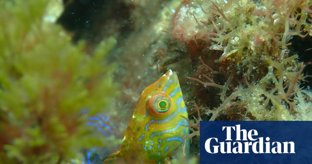 That’s a wrasse! Rare fish spotted for first time since 2009 in kelp forest in Western Australia | Environment