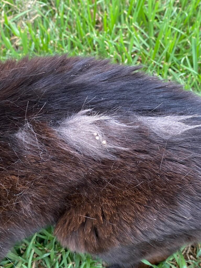Anybody know what is wrong with my neighbour cat?