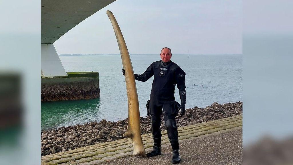 Fished-up 'fin whale bone' appears to come from an old Amsterdam museum