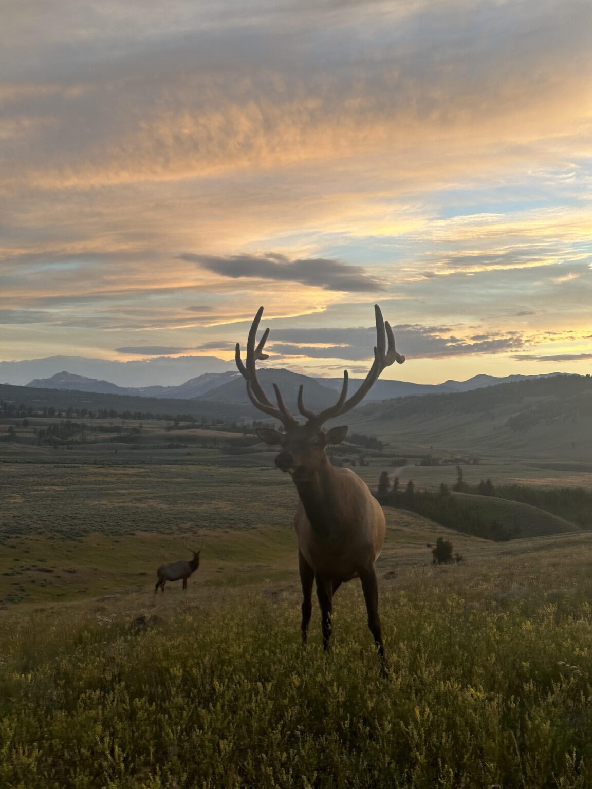 Yellowstone at dusk