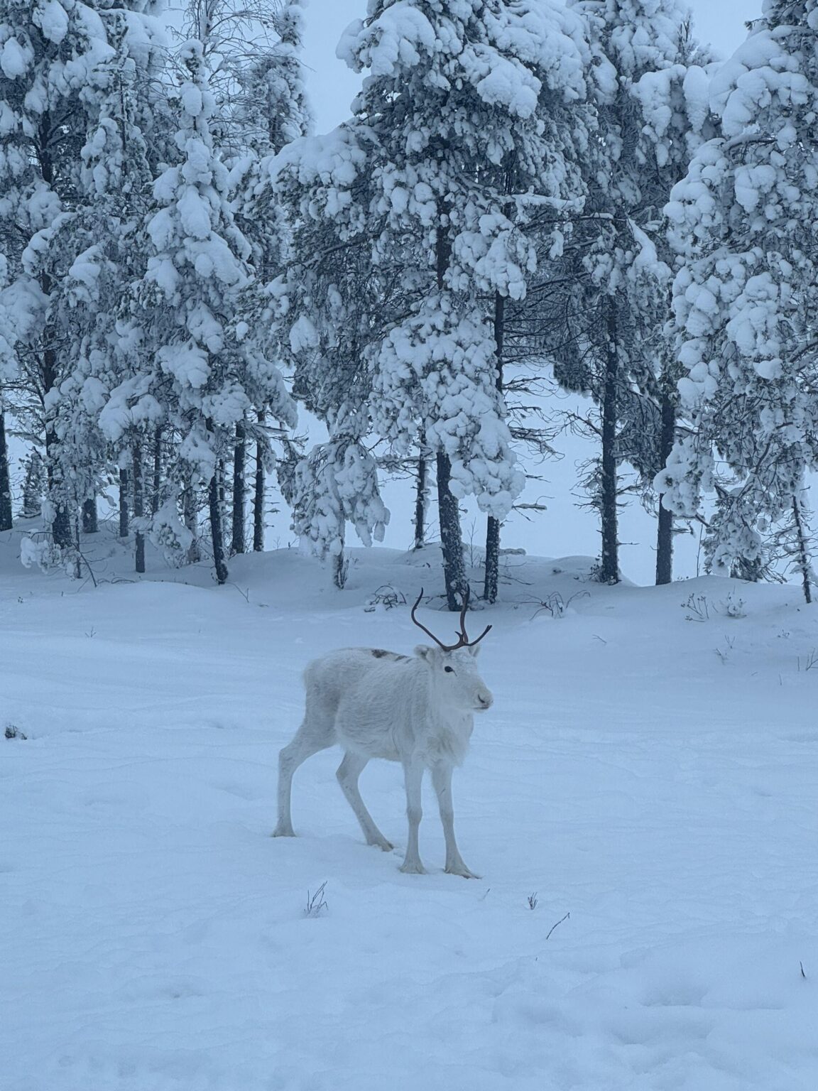 White Reindeer