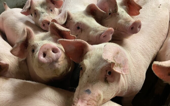 Estonia plans to create smaller pig farms to reduce swine fever outbreak risks | News