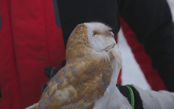 Bird of prey rarely spotted in Estonia found on island farm | News Bird of prey rarely spotted in Estonia found on island farm | News