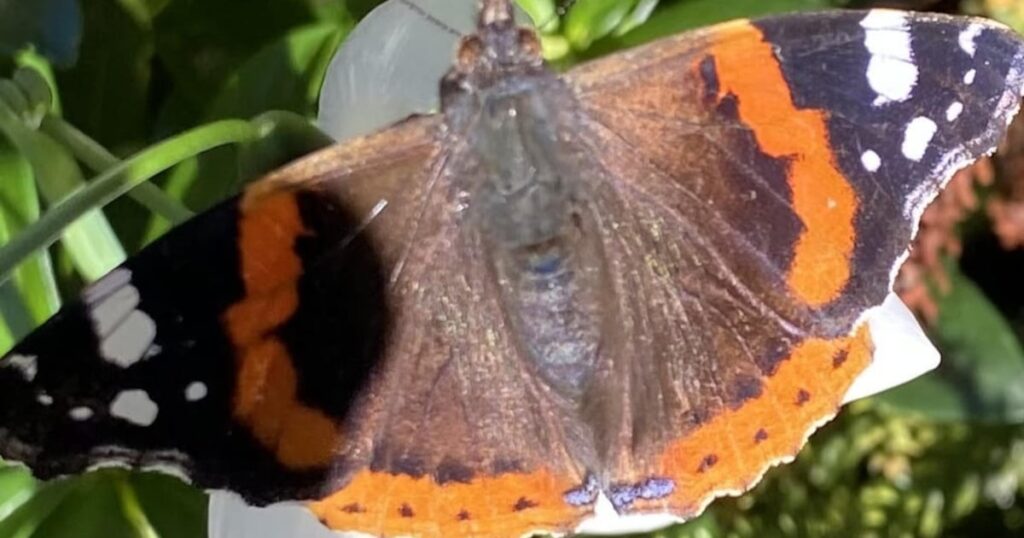 Is climate change responsible for this sighting of a butterfly in winter? – The Irish Times
